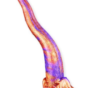 ToppedMonster Demoniak Dildo 36 cm Dragon Dildo